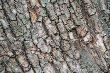 Bark of old tree with blue lichen close-up.