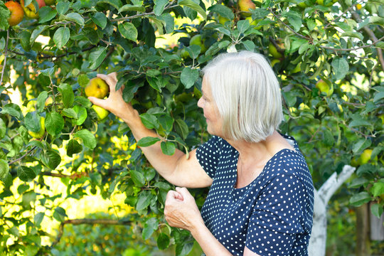 old woman picking apples garden