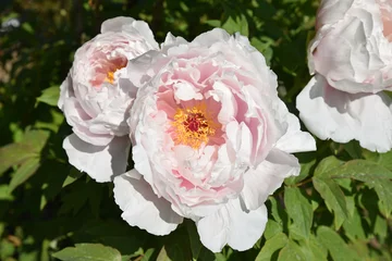 Papier peint photo Pivoines Pivoines roses au printemps au jardin  © JFBRUNEAU