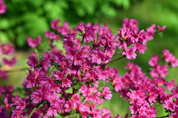 Fototapeta premium Azalée rose au printemps au jardin