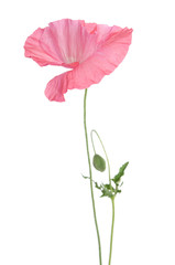 Naklejka premium beautiful single pink poppy isolated on white