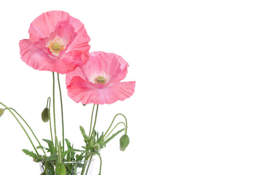 pink poppies  isolated on white background