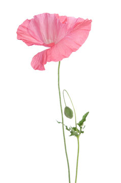 beautiful single pink poppy isolated on white
