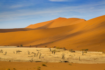 Fototapeta na wymiar Namib desert in Sossusvlei region with dead Camel thorn trees Namibia March