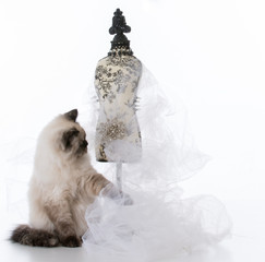 female ragdoll kitten