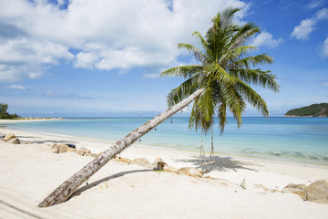 Beautiful tropical beach, palm tree and sea water in island Koh Phangan , Thailand