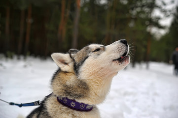 Purebreed singing Huskey in a field of snow