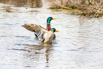 Male mallard duck in the water