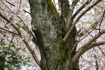 春の洗足池公園　桜の大樹１
