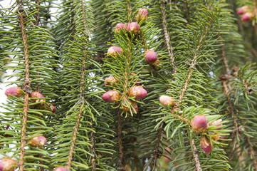 весеннее цветение ели, сосны © ponhinelo