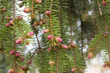 весеннее цветение ели, сосны © ponhinelo