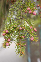 весеннее цветение ели, сосны © ponhinelo