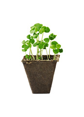 Young seedlings of basil in a small pot