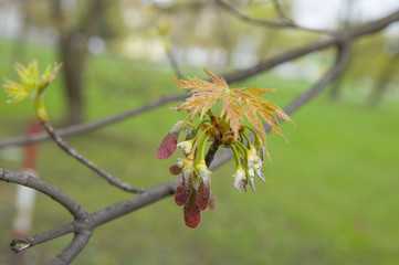 весенний клен