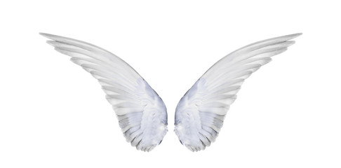 Obraz na płótnie Canvas color wing of birds on white background