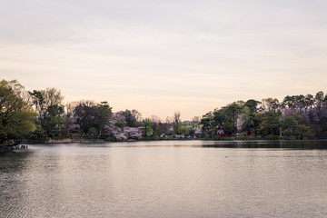 Fototapeta premium 春の洗足池公園 夕焼けの風景１