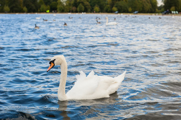 2017 January United Kingdom London Hyde Park White swans and other birds on the lake