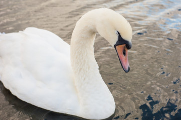 2017 January United Kingdom London Hyde Park White swans and other birds on the lake