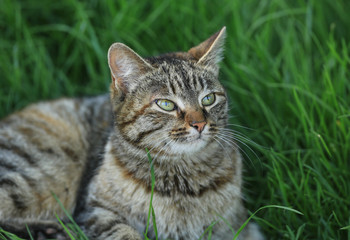Naklejka na ściany i meble Striped cat on the lawn