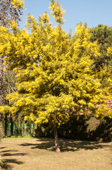 Vista general de una mimosa (Acacia dealbata)