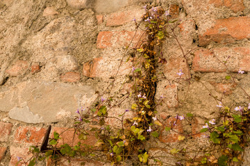 Mauerblumen