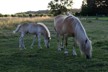 Obraz premium Pferde Nachwuchs