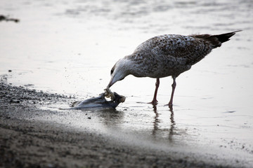 Möwe mit Fisch