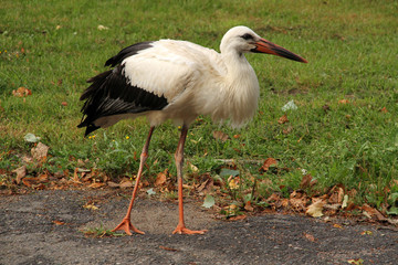 Storch