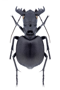 Beetle Manticora gruti (female) on a white background