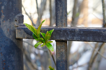 branch with green leaves near the rusty iron fence on the street
