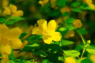 Kerria japonica
