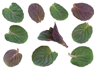 Peppermint mint young leaf collection