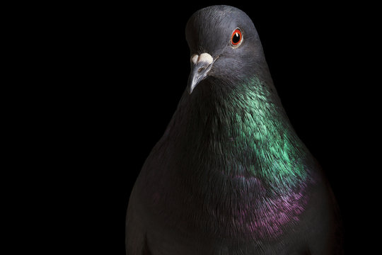 pigeon feathers and clean with beautiful eyes on a black background