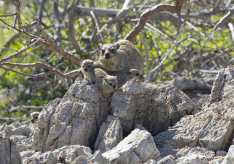  A group of young Rock hyrax Procavia capensis Namibia March