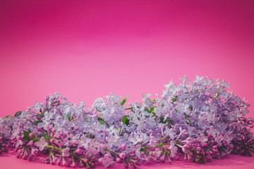 Fototapeta na wymiar Liliac flower on pink background
