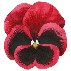 Wildflower viola flower in a watercolor style isolated.