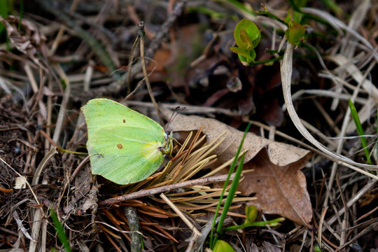 Motyl latolistek cytrynek na ściółce w lesie.