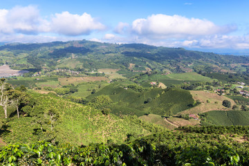 Fototapeta na wymiar Coffee trees fade into the distance on a mountain in Chinchina, Colombia.