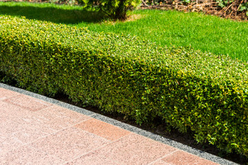 Obraz premium Trimmed bush in landscape design