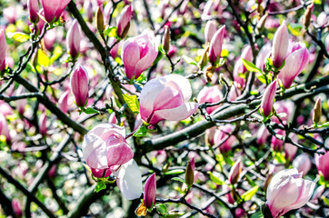 Undecreated buds of pink magnolia flowers.