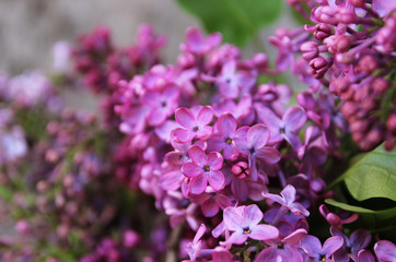 Lilac in the spring garden