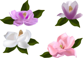 set of four magnolia flowers on white background