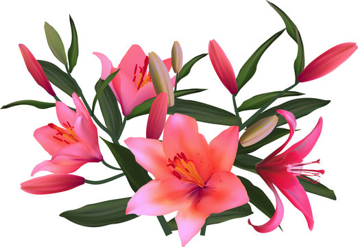 isolated on white bright pink lily bunch