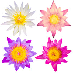 lotus flowers isolate on isolate 