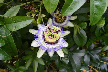 Flor de la pasión 