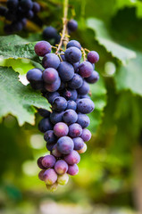 vineyard with ripe grapes in countryside  Soft-focus image and filter lens flare