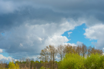 Dark clouds over trrees in sunlight