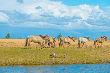 Obraz premium Horses along the shore of a lake in spring