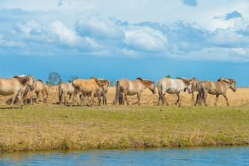 Horses along the shore of a lake in spring