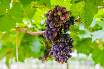 vineyard with ripe grapes in countryside  Soft-focus image and filter lens flare